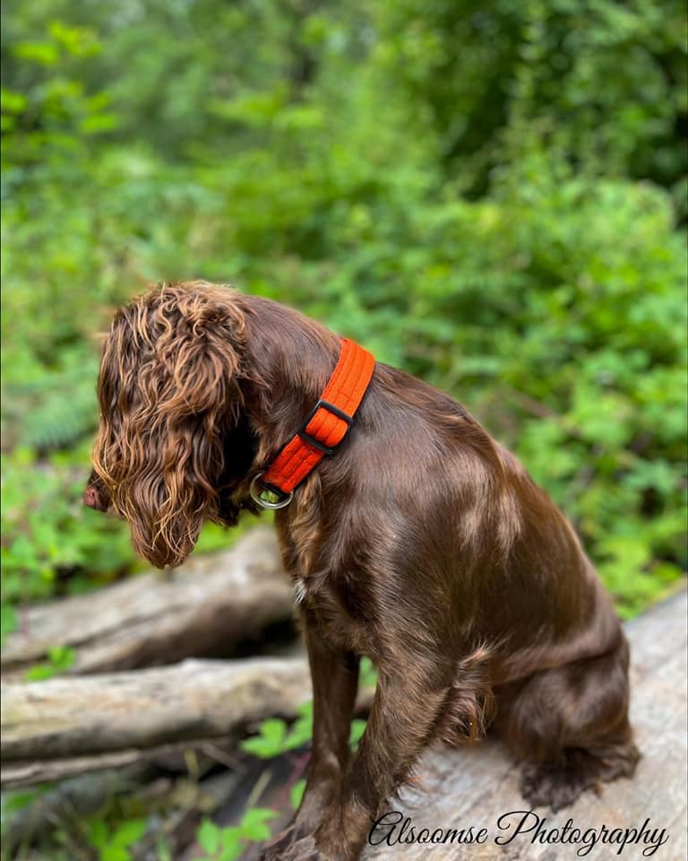 Bramble 3 - Alsoomse Photography